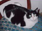 Foto di Chicca