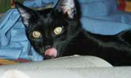 Foto di Pip
