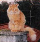 Foto di Ugo
