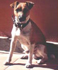 Foto di Watson