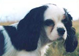 Foto di Mozzy