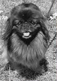 Foto di Lucky