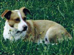 Foto di Birillo
