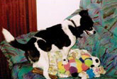 Foto di Snoopy