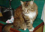 Foto di Romeo
