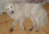 Foto di Obelix