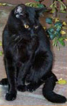 Foto di Fuffi
