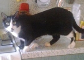 Foto di Zorro
