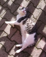 Foto di Zorba