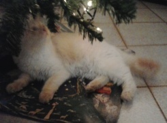 Foto di Leo
