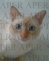 Foto di Hachi