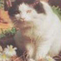 Foto di Ulisse
