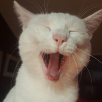 Foto di Bowie
