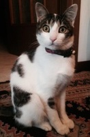 Foto di Chicco