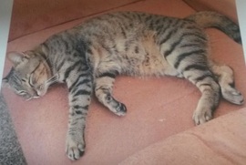 Foto di Poppi