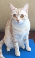 Foto di Betulla