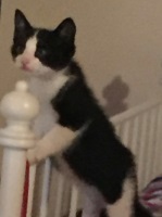 Foto di Zorro