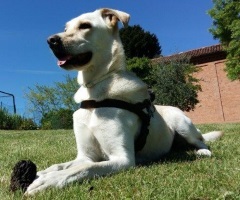 Foto di Fiamma