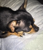 Foto di Charlie