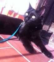 Foto di Bellatrix