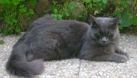 Foto di Ettore