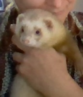 Foto di Baileys