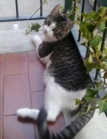 Foto di Boh
