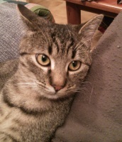 Foto di Kira