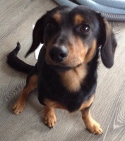 Foto di Jack