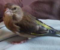 Foto di Pippo