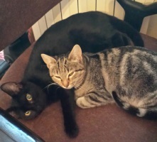 Foto di Cattivik