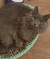 Foto di Freddy