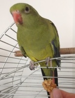 Foto di Cocco