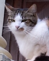 Foto di Sisto