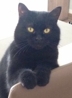 Foto di Morgana e Artù