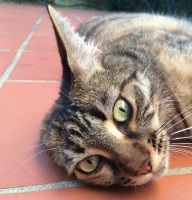 Foto di Micia