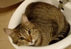 Foto di Ettore