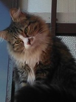 Foto di Pepe