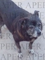 Foto di Nerone