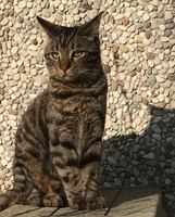 Foto di Agassi