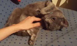 Foto di Cicca