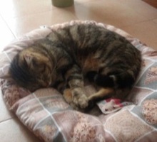 Foto di Ercole e forse Bistecchino