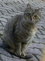 Foto di Rosetta