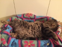 Foto di Tigre
