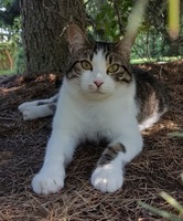 Foto di Mina