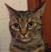 Foto di Simba