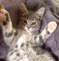 Foto di Grey
