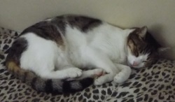 Foto di Freya