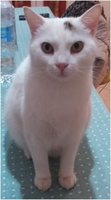 Foto di Shiny
