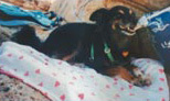 Foto di Lilly